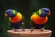 blue geeen and orange parrot