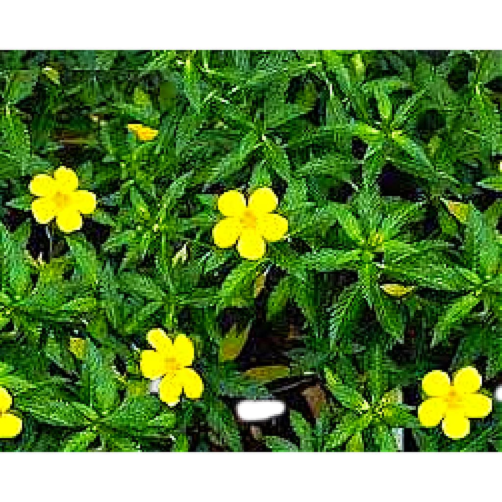 Wild damiana leaves and flowers