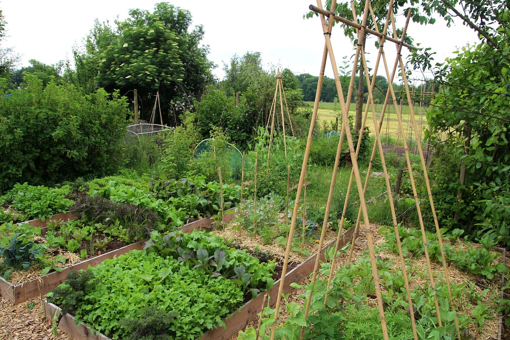 permaculture raised beds