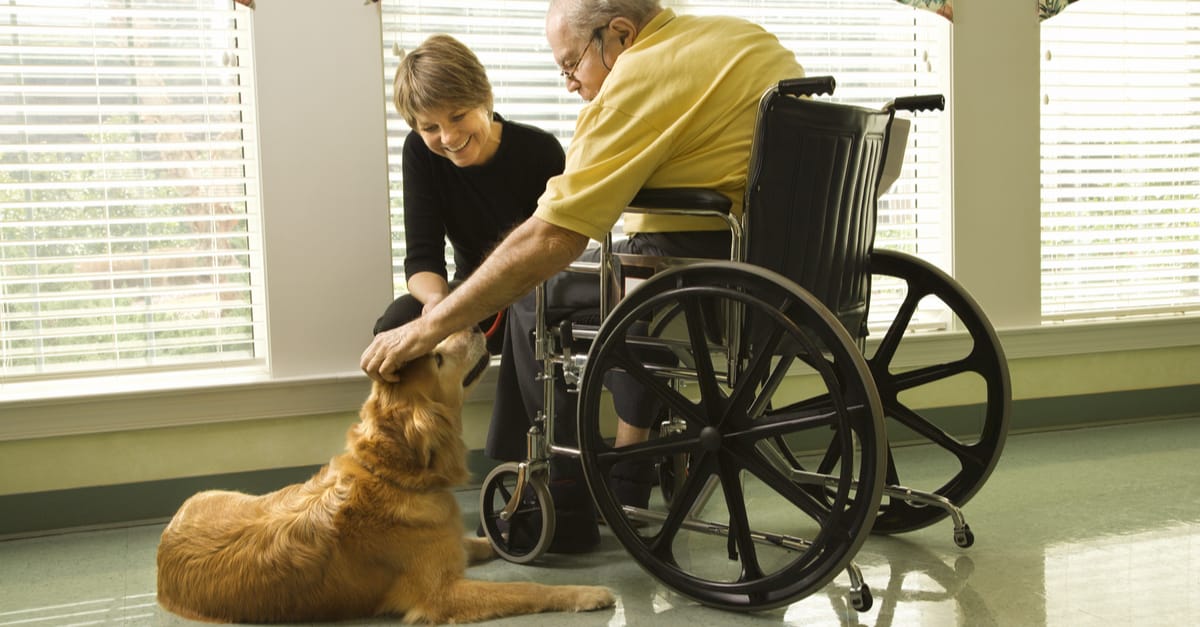 Senior man in wheelchair with therapy dog at his feet