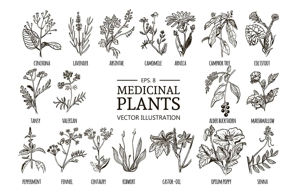 Black and white photo of medicinal plants.