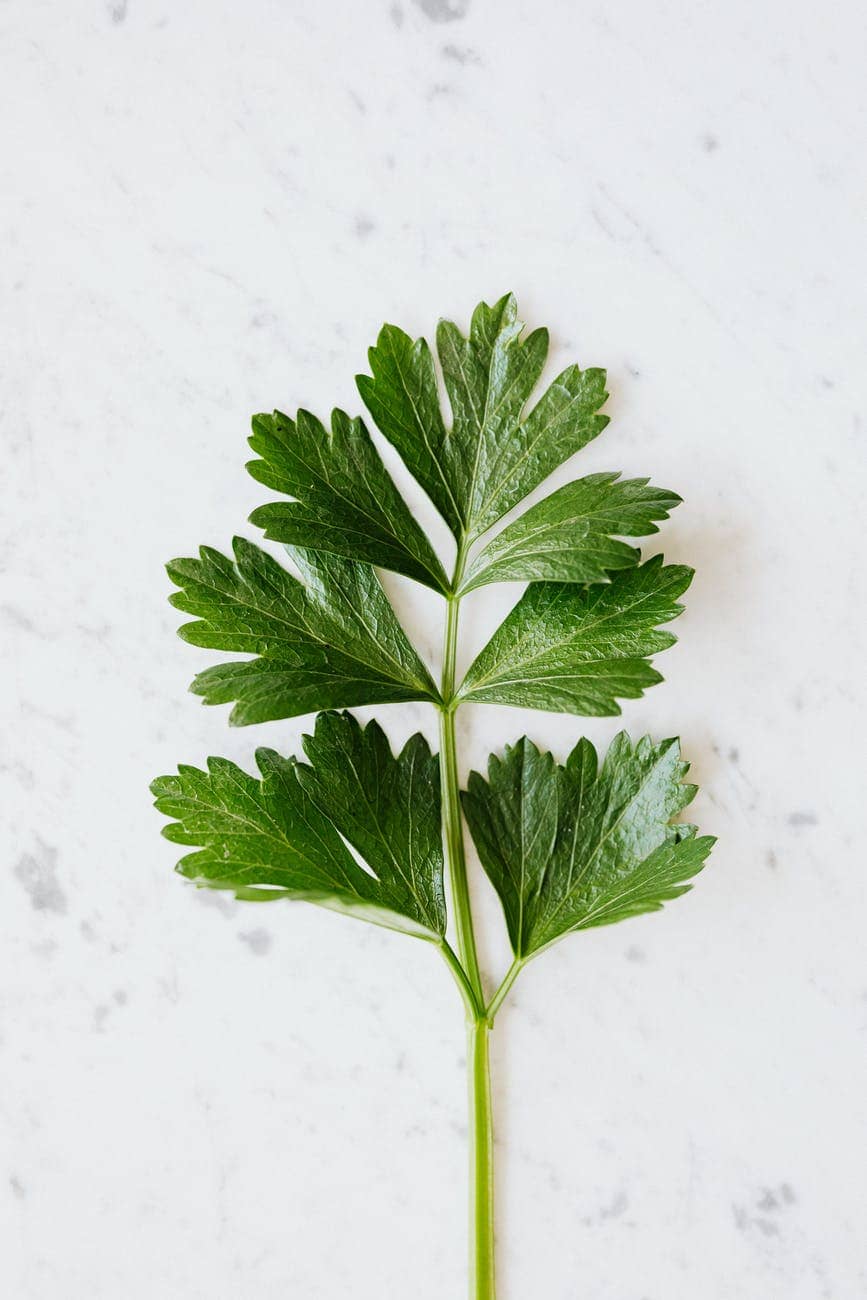 green parsley on marble table