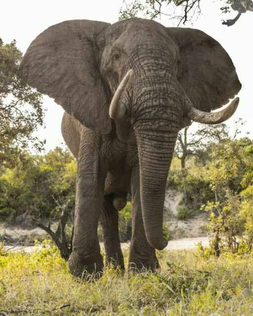 poster_board_elephant-zimbabwe