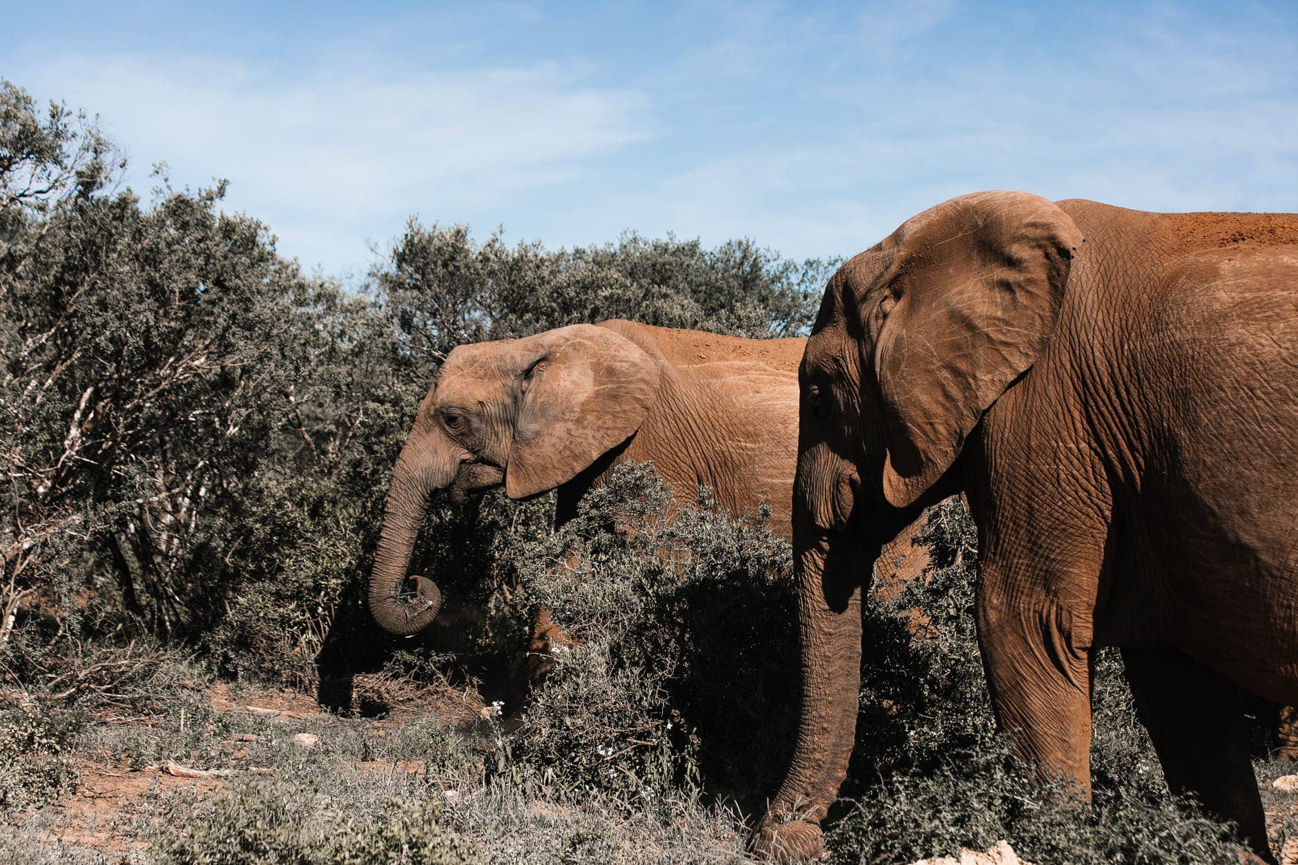 elephants pasturing among dry bushes on sunny day